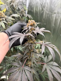 Image 2 of Grape Banana Popsicle 