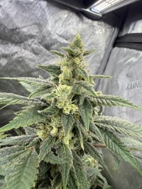 Image 2 of Jungle Joose