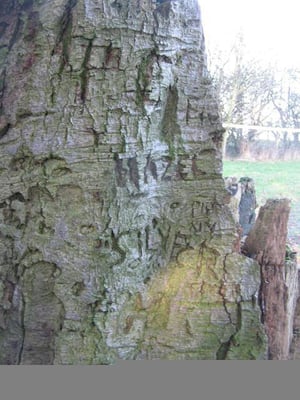 Image of "Tree on Watership Down" original illustration 