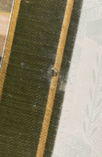 Image 4 of Bees Shown to the Children