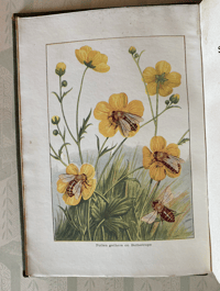 Image 2 of Bees Shown to the Children