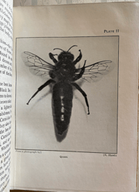 Image 3 of Bees Shown to the Children