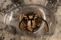 Image 5 of Brooch: THE THREE BELLS.