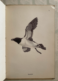 Image 2 of Birds of the Sea: A vintage King Penguin book