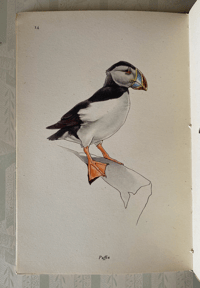 Image 4 of Birds of the Sea: A vintage King Penguin book