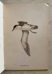 Image 5 of Birds of the Sea: A vintage King Penguin book