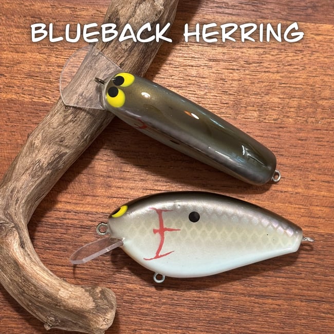 Epic Shad