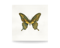 Giant Swallowtail Watercolor Giclee Print