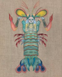 Mantis Shrimp