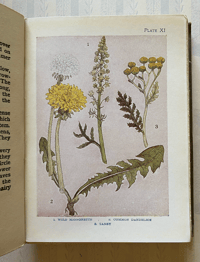 Image 4 of Flowers Shown to the Children