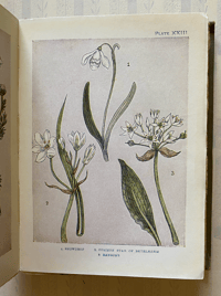 Image 5 of Flowers Shown to the Children