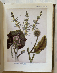 Image 8 of Flowers Shown to the Children