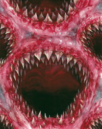 Original painting (4x5" inches) shark two