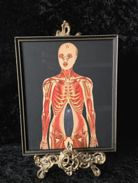 Image 1 of ANTIQUE ANATOMICAL COLLECTION - Preserved web  - B