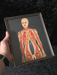 Image 3 of ANTIQUE ANATOMICAL COLLECTION - Preserved web  - B