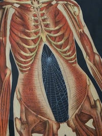 Image 4 of ANTIQUE ANATOMICAL COLLECTION - Preserved web  - B