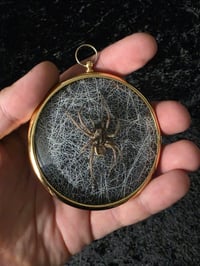 Image 3 of Taxidermy Wolf spider with real preserved spider web in Vintage Frame - F