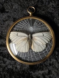 Image 3 of Taxidermy Butterfly Specimen with real preserved spider web in Vintage Frame - D