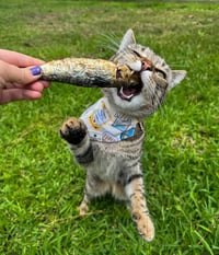 Image 2 of Sardine - Freeze-Dried Treat for Dogs & Cats