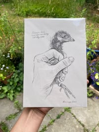 Image 1 of original drawing • corncrake chick 1