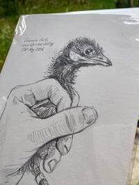 Image 2 of original drawing • corncrake chick 1