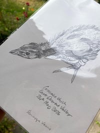 Image 2 of original drawing • corncrake chick 2