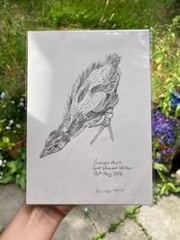 Image 1 of original drawing • corncrake chick 2