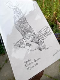 Image 2 of original drawing • nightjar