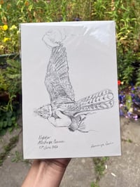 Image 1 of original drawing • nightjar