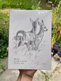 Image 1 of original drawing • roe deer