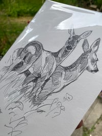 Image 2 of original drawing • roe deer