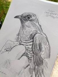 Image 2 of original drawing • cuckoo