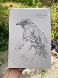 Image 1 of original drawing • cuckoo