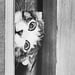 Image of (Masahisa Fukase) (Sasuke!! Dear Cat)