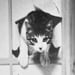 Image of (Masahisa Fukase) (Sasuke!! Dear Cat)