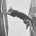Image of (Masahisa Fukase) (Sasuke!! Dear Cat)