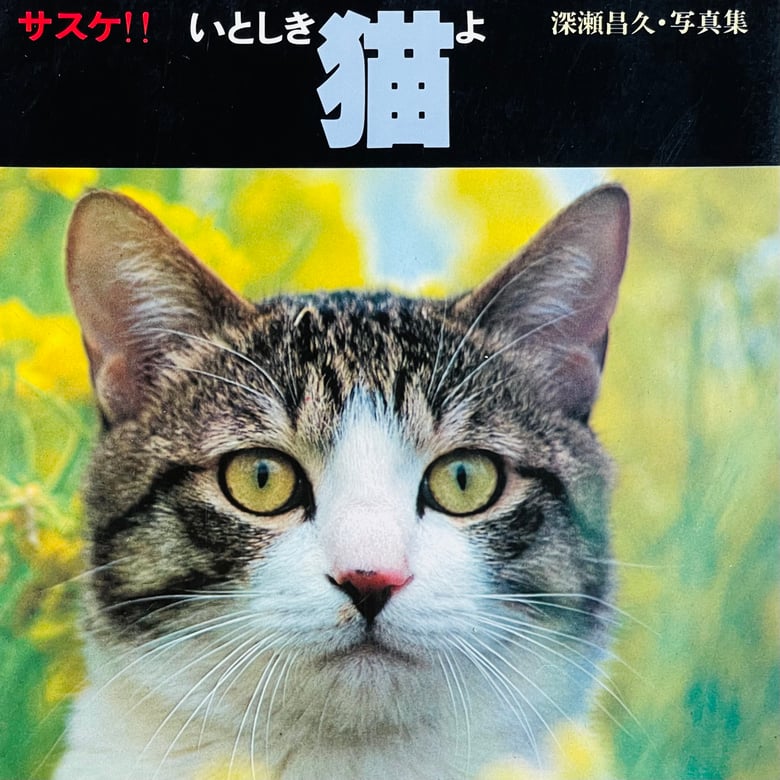 Image of (Masahisa Fukase) (Sasuke!! Dear Cat)