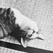 Image of (Masahisa Fukase) (Sasuke!! Dear Cat)