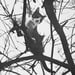 Image of (Masahisa Fukase) (Sasuke!! Dear Cat)