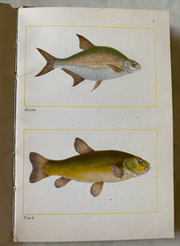 Image 7 of Fishes of Britain's Rivers and Lakes