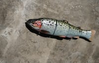 Image 2 of Immortal Trout 7.7 “One off”