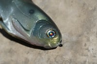Image 4 of WCZ Battles Shad 7.5 “Green Gizzard”