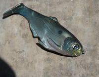Image 1 of WCZ Battles Shad 7.5 “Green Gizzard”