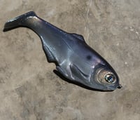 Image 1 of WCZ Battles Shad 7.5 “Purple Gizzard”