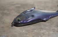 Image 3 of WCZ Battles Shad 7.5 “Purple Gizzard”