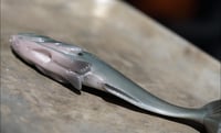 Image 2 of WCZ Battles Shad 9.0 “Natural Gizzard”