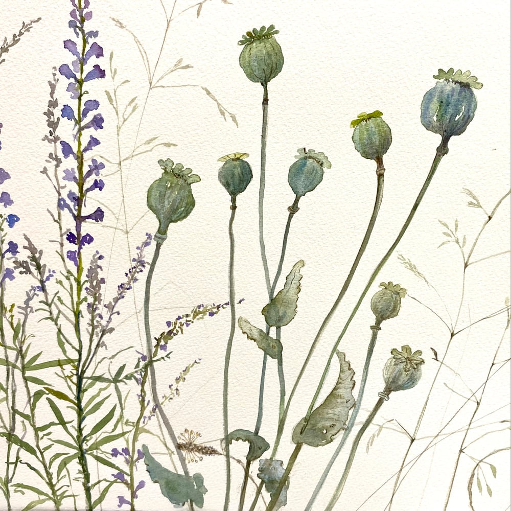 Image of Linaria and Poppyseed Heads