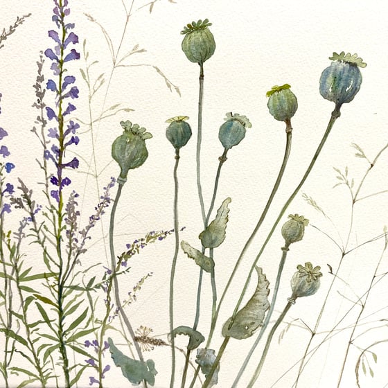 Image of Linaria and Poppyseed Heads