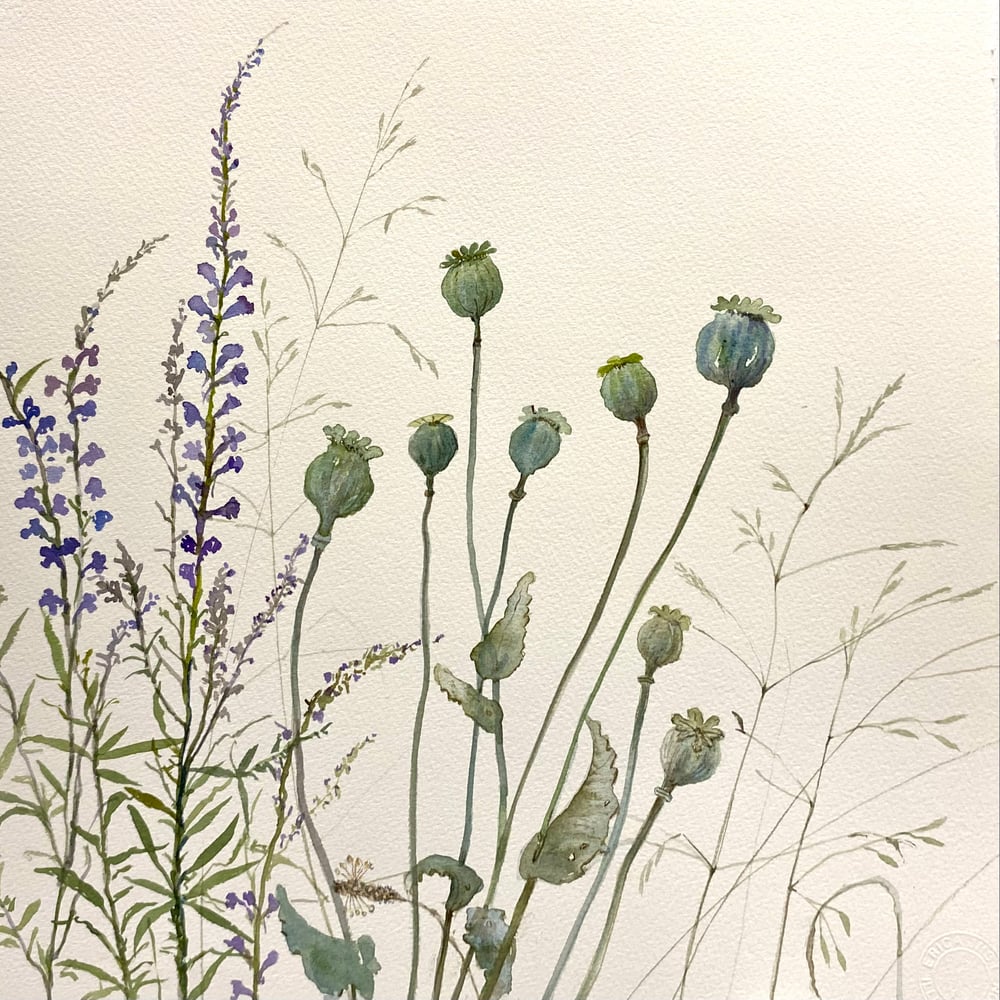 Image of Linaria and Poppyseed Heads