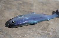 Image 2 of WCZ Tyrant 8 “Kokanee”